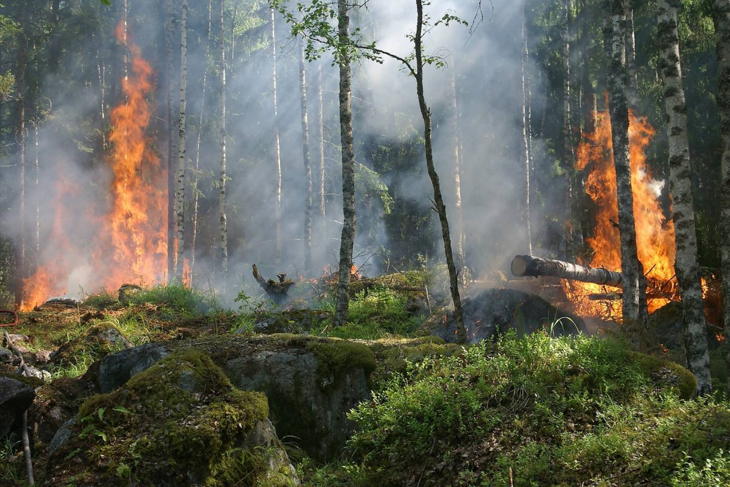 Происшествия в Казахстане и мире / Почти 50 человек стали жертвами лесного пожара в Чили