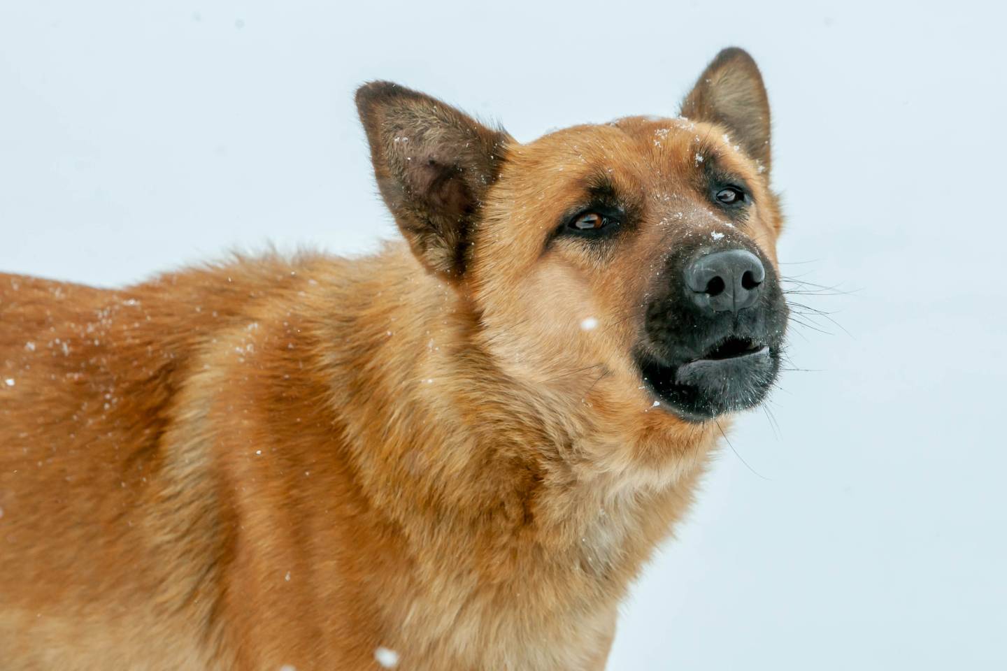 Статьи / Безнадёга.DOG: общественники ВКО критикуют работу ветслужб Статьи / Безнадёга.DOG: общественники ВКО критикуют работу ветслужб