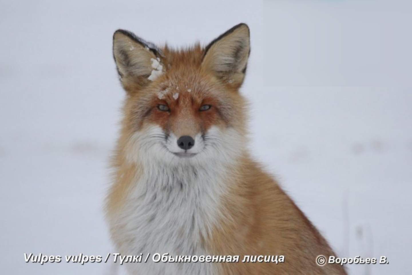 Новости Казахстана / Общество в Казахстане / В ВКО росомаха попала в фотоловушку и решила уничтожить улики Новости Казахстана / Общество в Казахстане / В ВКО росомаха попала в фотоловушку и решила уничтожить улики