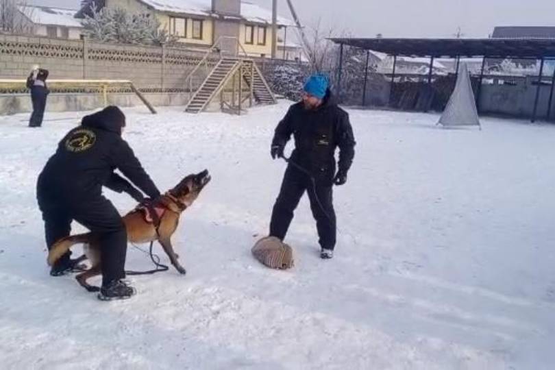 Новости Казахстана / В ВКО специалисты провели дрессировку по подготовке служебных собак Новости Казахстана / В ВКО специалисты провели дрессировку по подготовке служебных собак