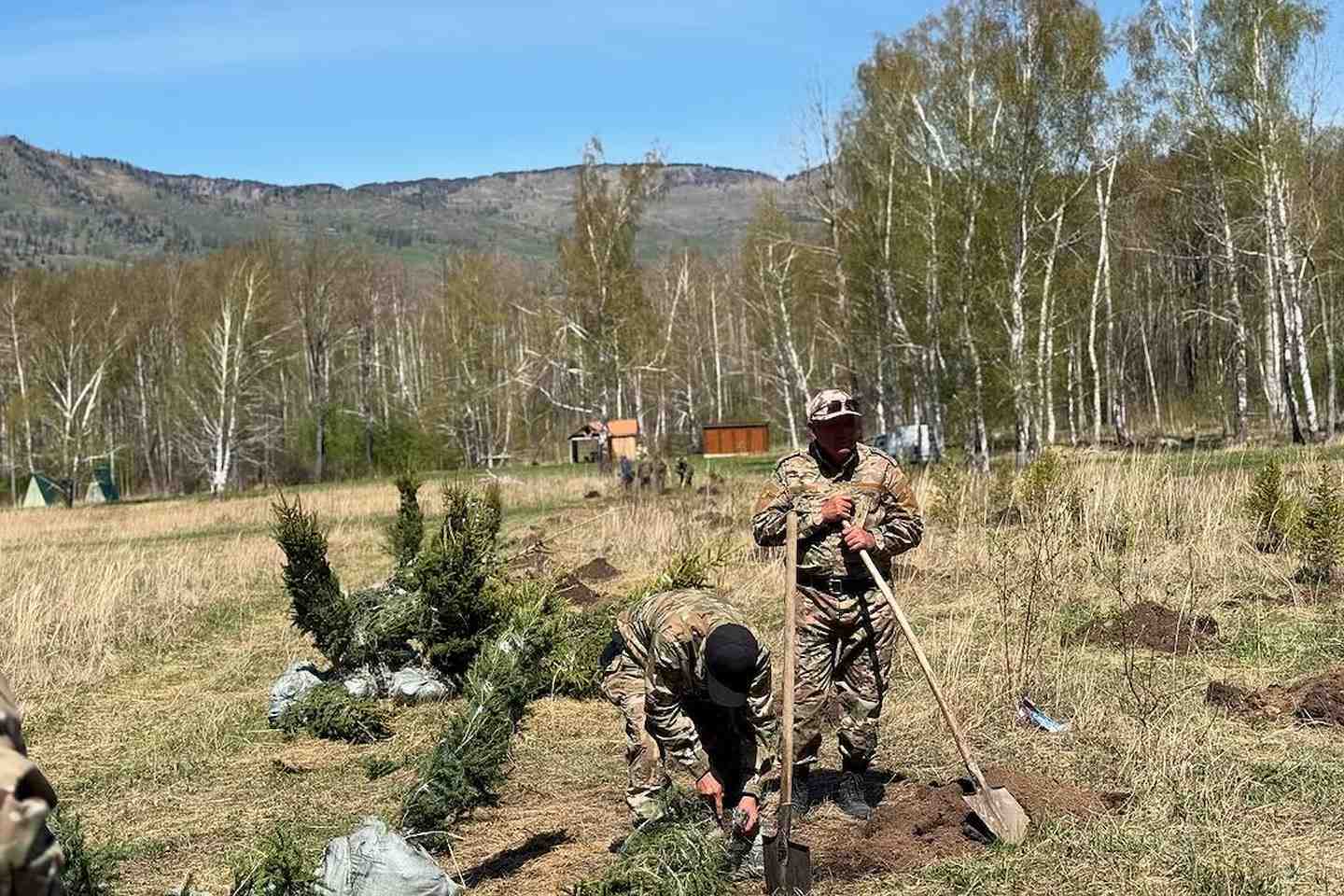 Усть-Каменогорск и ВКО / К 80-летию Победы 80 сибирских елей высадили в Катон-Карагайском нацпарке Усть-Каменогорск и ВКО / К 80-летию Победы 80 сибирских елей высадили в Катон-Карагайском нацпарке