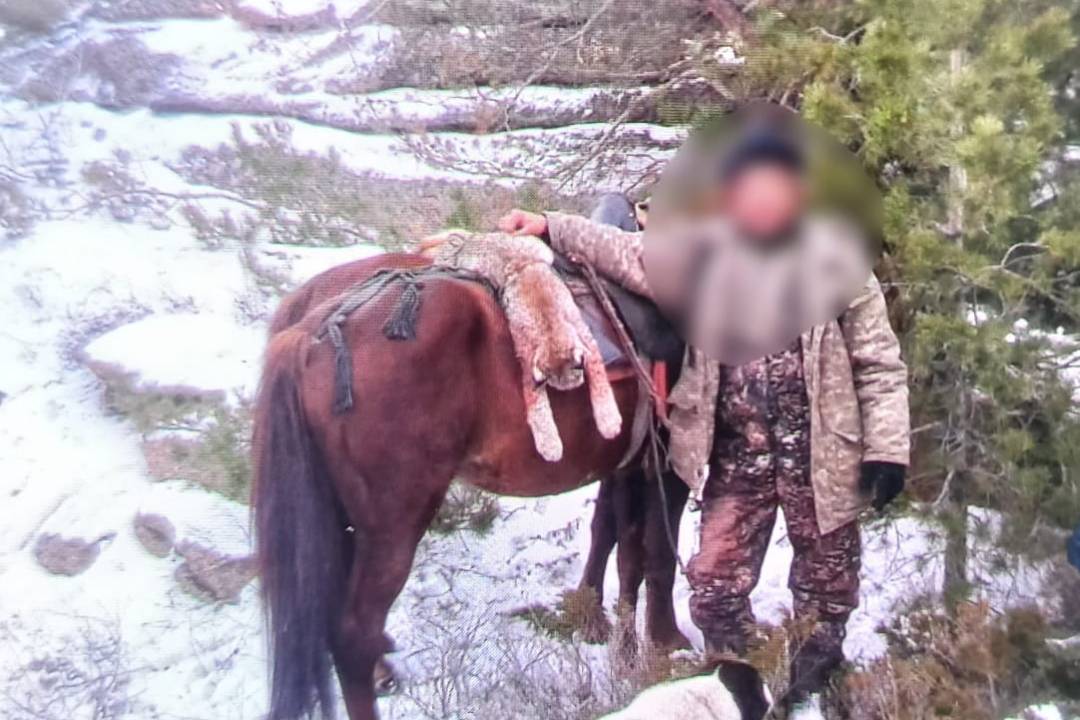 Происшествия в Казахстане и мире / В ВКО сельчане охотились на рысь с помощью собак Происшествия в Казахстане и мире / В ВКО сельчане охотились на рысь с помощью собак