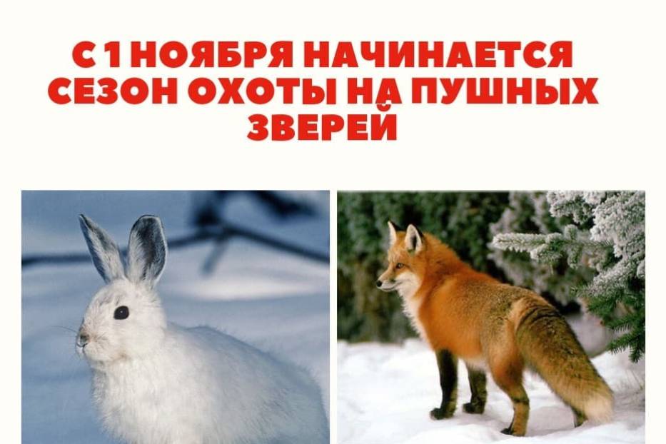 Новости Казахстана / Общество в Казахстане / В ВКО открыт сезон охоты на пушных зверей Новости Казахстана / Общество в Казахстане / В ВКО открыт сезон охоты на пушных зверей