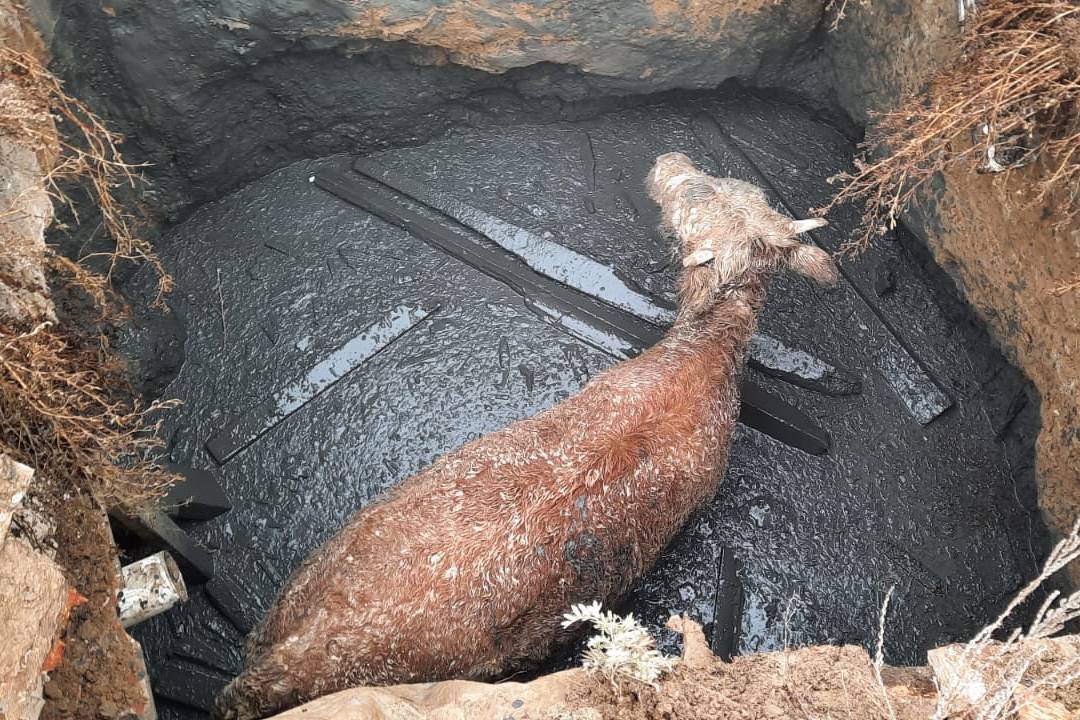 Происшествия в Казахстане и мире / В очередной раз спасатели ВКО вызволили животное из рукотворной ямы Происшествия в Казахстане и мире / В очередной раз спасатели ВКО вызволили животное из рукотворной ямы