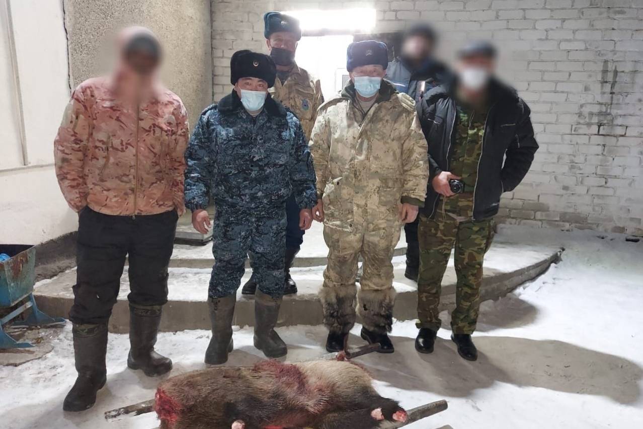 Происшествия в Казахстане и мире / Кабана застрелили на территории одно из лесхозов ВКО Происшествия в Казахстане и мире / Кабана застрелили на территории одно из лесхозов ВКО