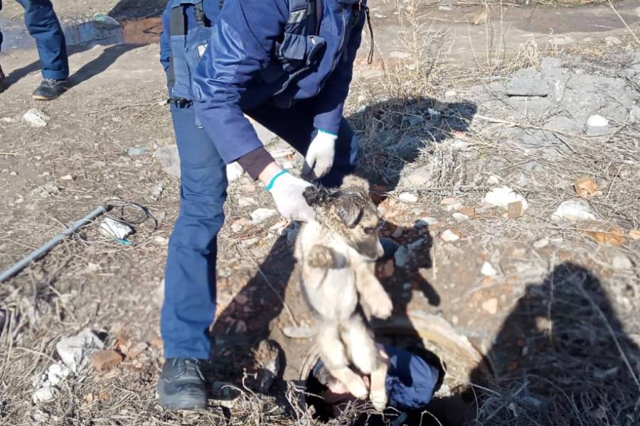 Усть-Каменогорск и ВКО / Спасатели помогли щенку, упавшему в колодец в ВКО Усть-Каменогорск и ВКО / Спасатели помогли щенку, упавшему в колодец в ВКО